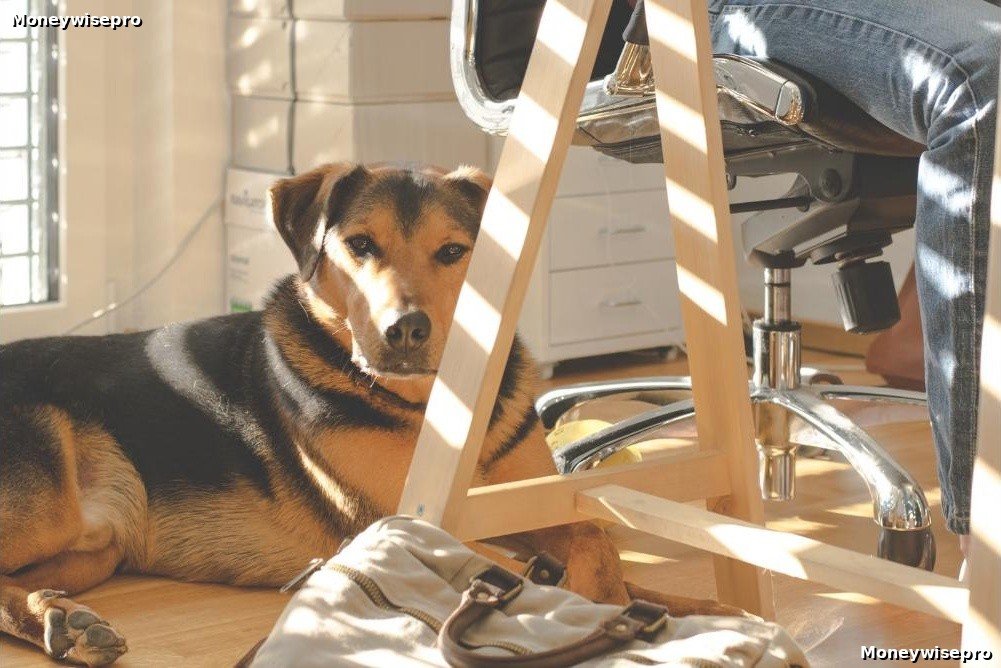 A pet owner budgets at home with a laptop while their dog rests calmly nearby
